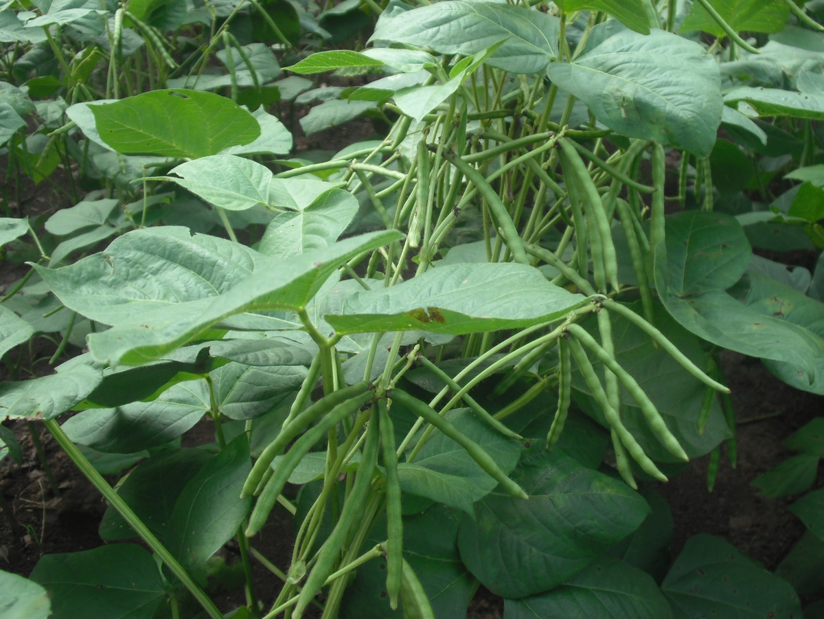 Посевные стратегии для теплицы: что сажать после огурцов и помидоров?