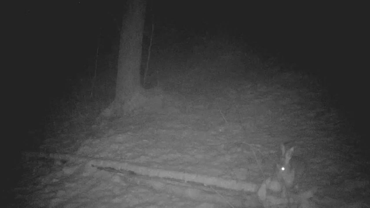 Заяц-русак попал в фотоловушку во время ночной прогулки