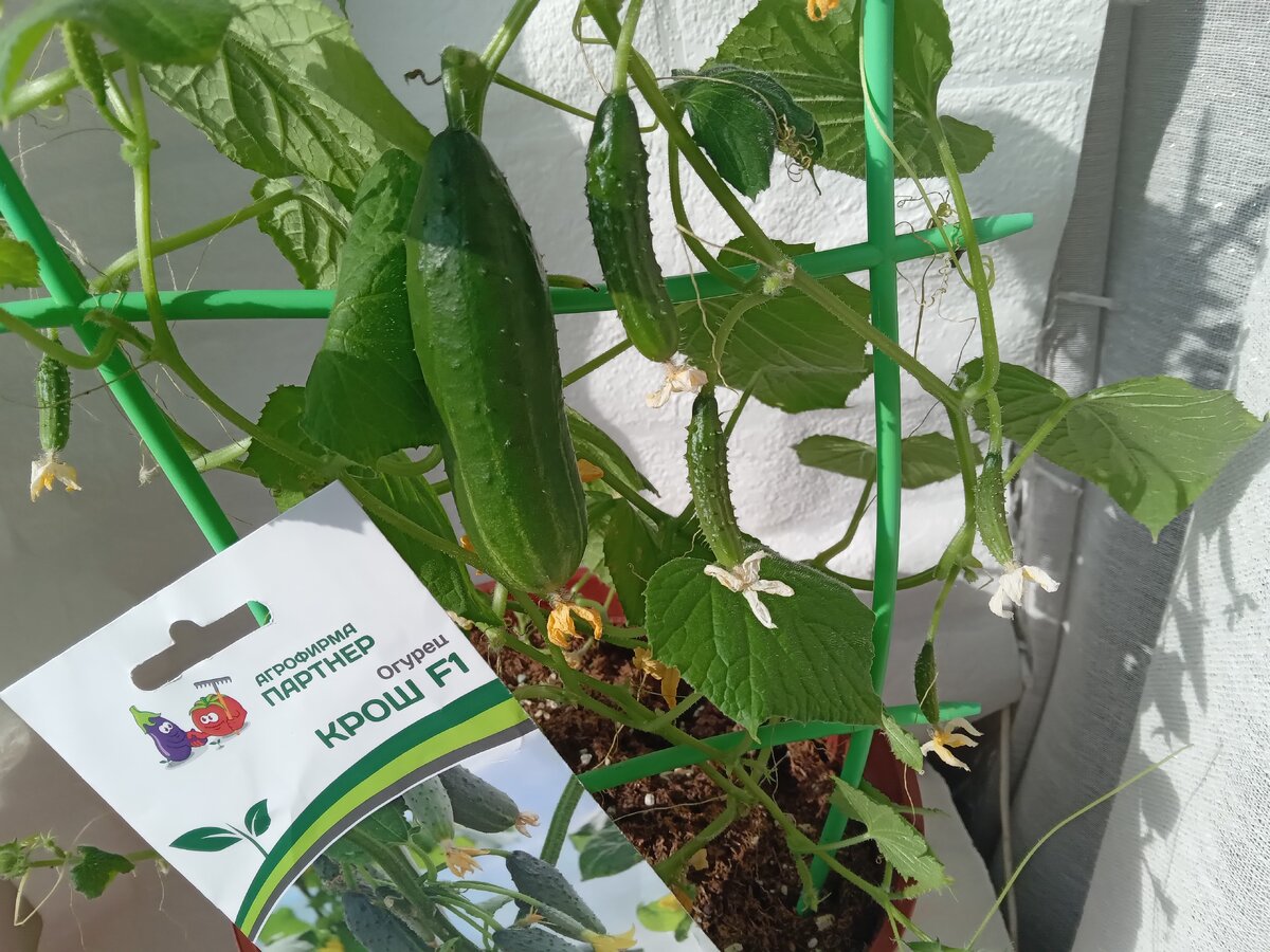 Теневыносливый компактный огурец Крош стал любимцем подоконника