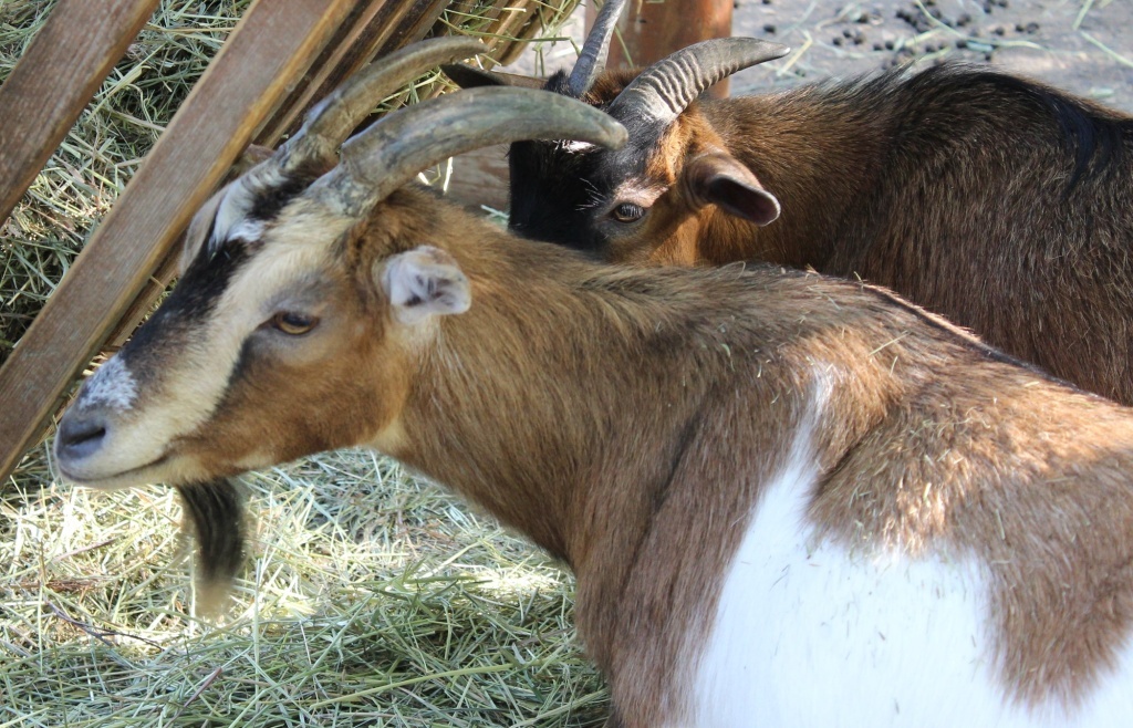 Как ухаживать за шерстью и кожей домашних животных