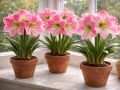 Амариллис: весенний герой для вашего дома