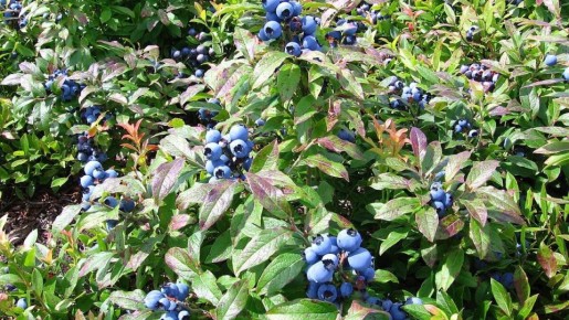 Как успешно размножить голубику: секреты и методы