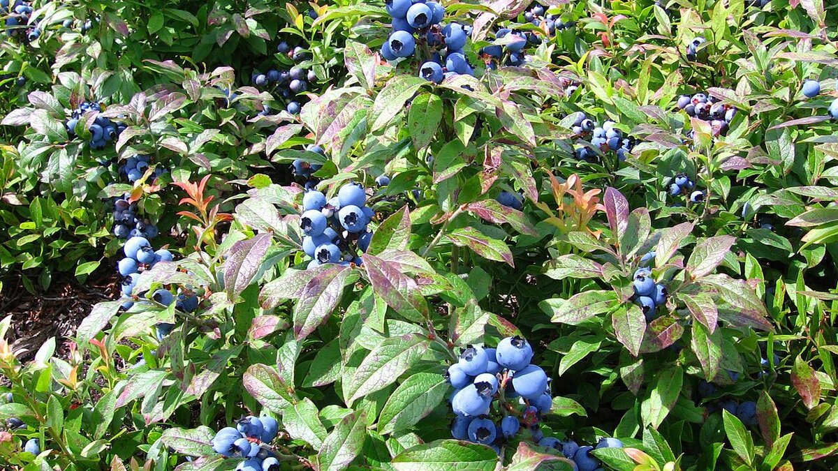 Как успешно размножить голубику: секреты и методы