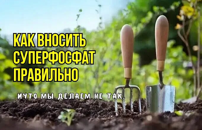 Тайны суперфосфата: три ошибки, о которых должны знать садоводы
