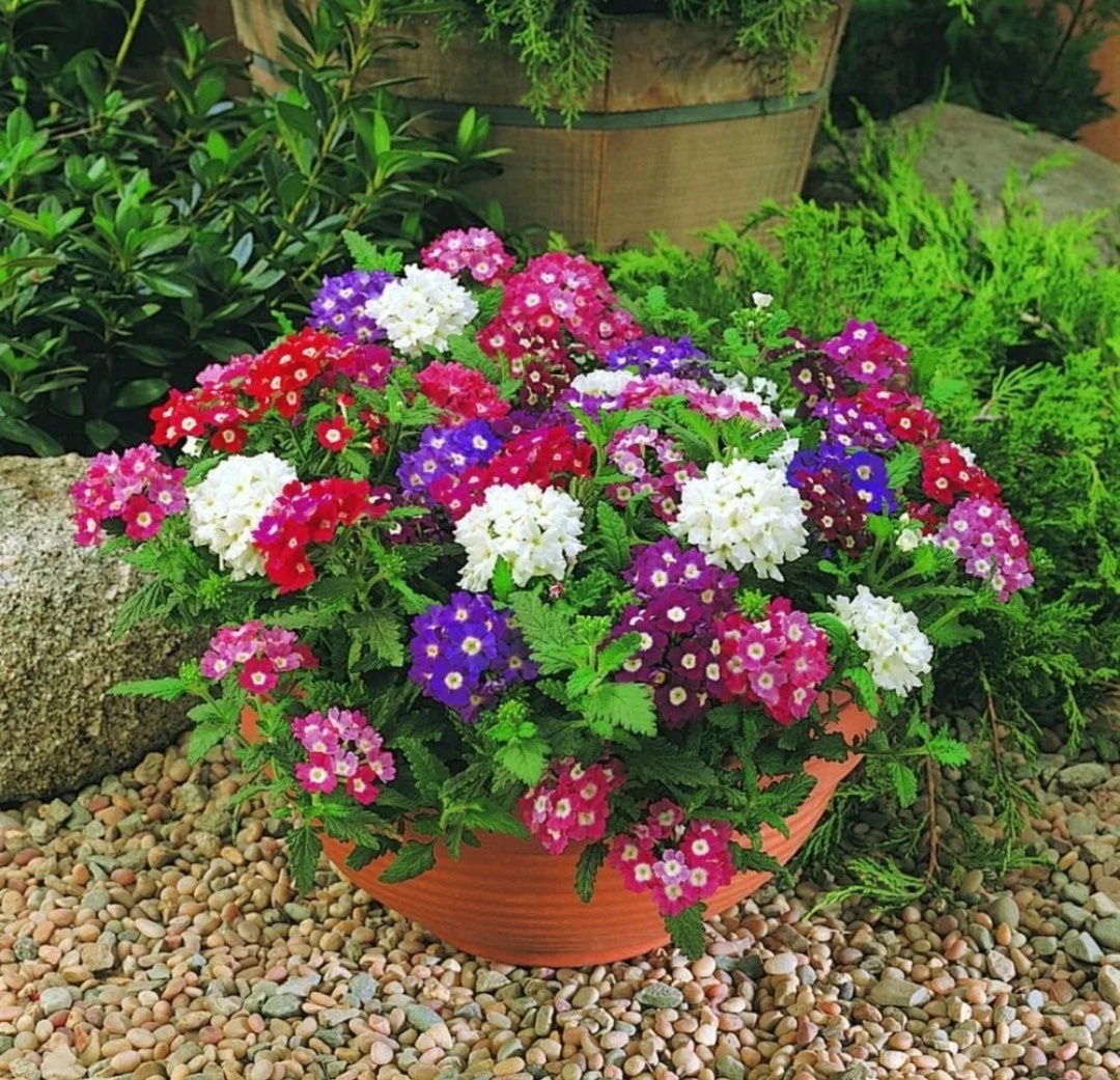 Семена на зиму: какие растения посеять в декабре и январе для яркого сада