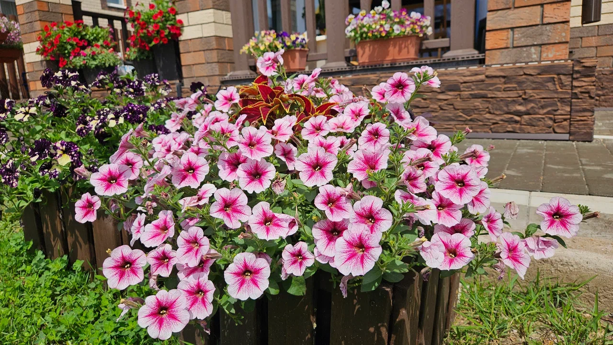 Секреты ухода за петуниями: три основные схемы для идеального цветения