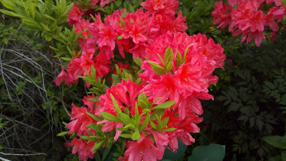 Как вырастить рододендрон из семян: пошаговое руководство