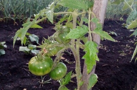 ������ ������ �� ������ �������: 5 ������� ������