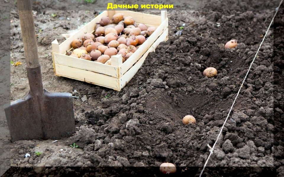 Посадка картофеля: советы по обработке, выбор сортов и нюансы ухода
