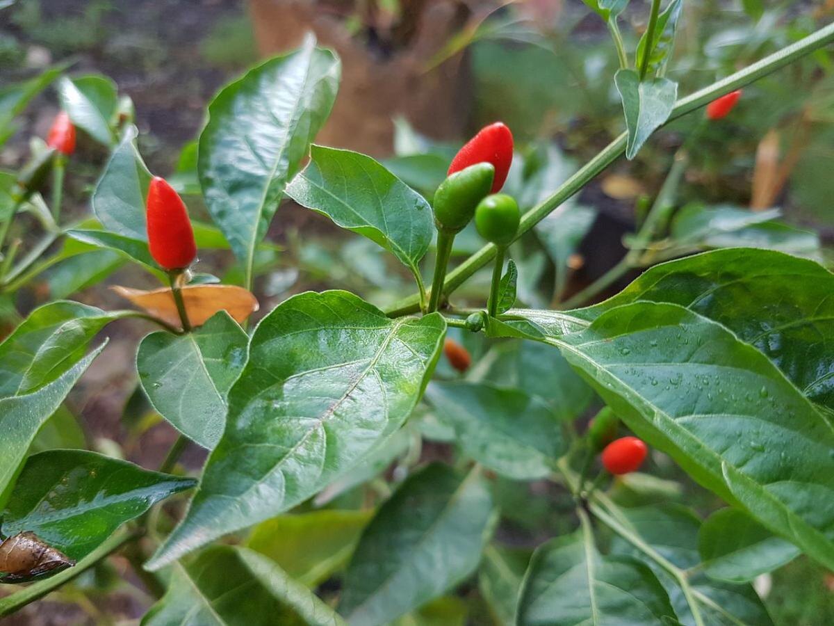 Ночная температура: как сохранить перец в теплице от заморозков