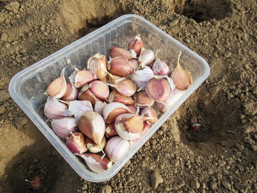 Подготовка грядки для зимней посадки чеснока: советы огородников