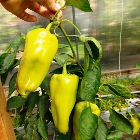 Как позаботиться о перце в августе