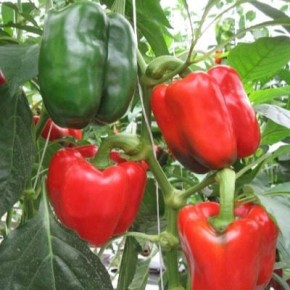 ������������ ���: ���������� � ��������� ����� ��� ������ ����