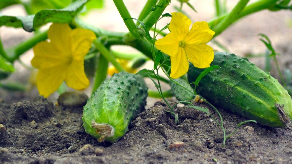 ����� �������� ������� ������� ��� ���������� ������ � 2026 ����