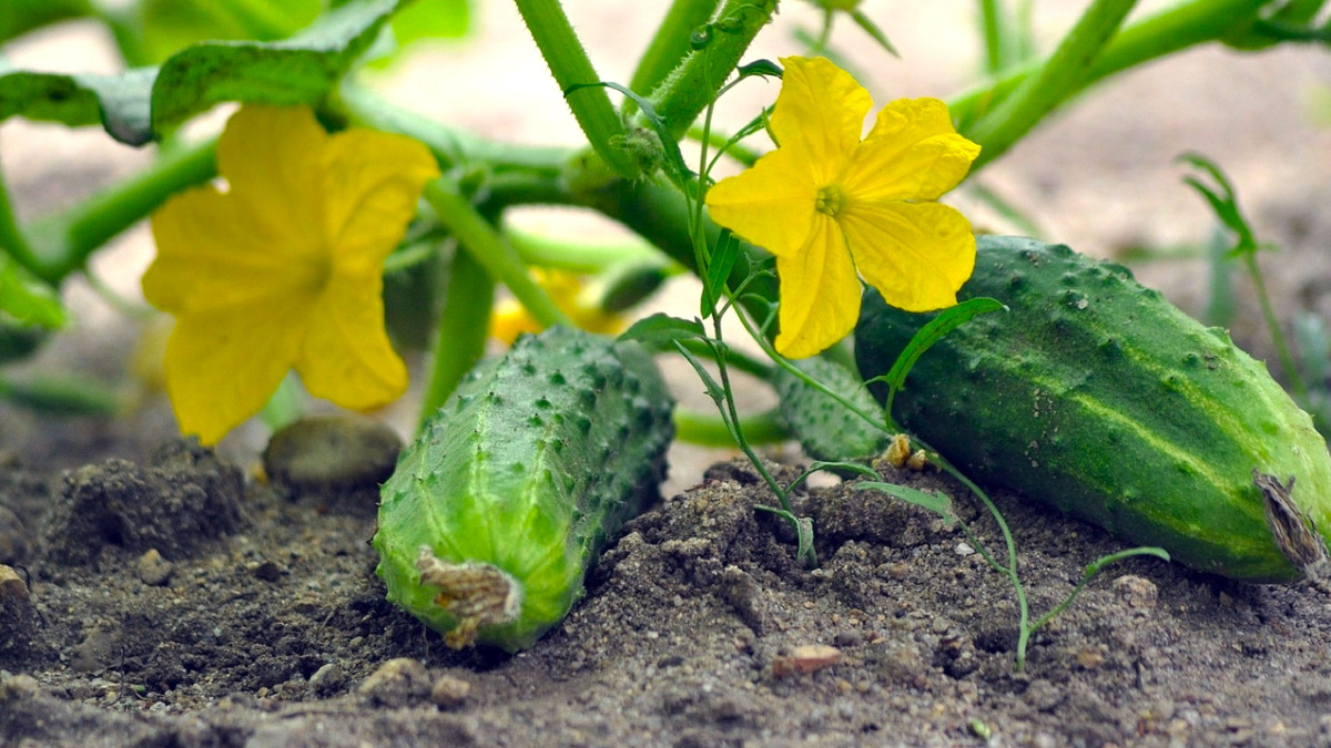 Самые надежные гибриды огурцов для идеального урожая в 2026 году