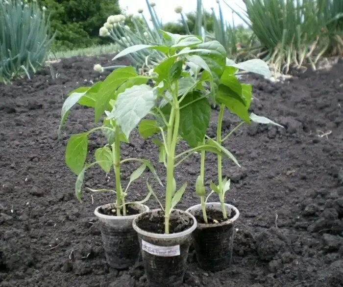 Почему агрономы рекомендуют не добавлять удобрения при посадке рассады: три ключевых довода