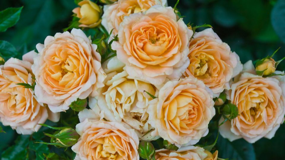 ��� �������� ������ ����� ���������� ���� ���� � �������� �����