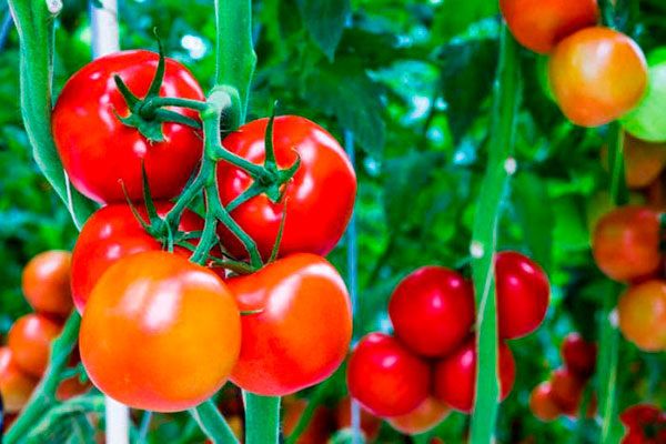 Томаты Агата: Как вырастить богатый урожай из компактных кустов