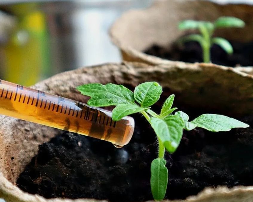 ������� �������� �������: ���������, ����������� ��������