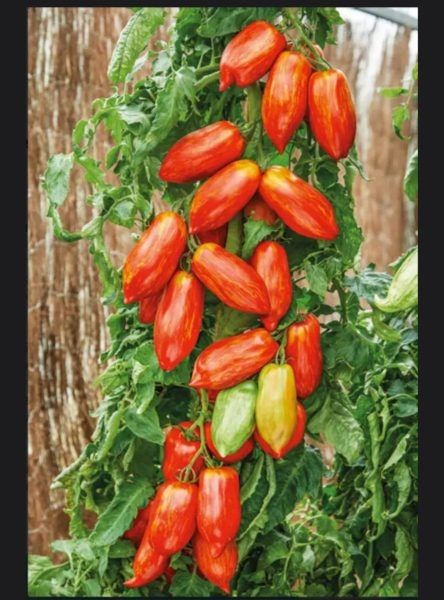 ����� ���-������: ���������� ���� � ������ ��������� � ������� �������