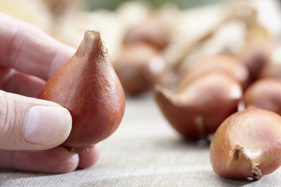 Когда правильно высаживать тюльпаны и нарциссы, чтобы они зацвели