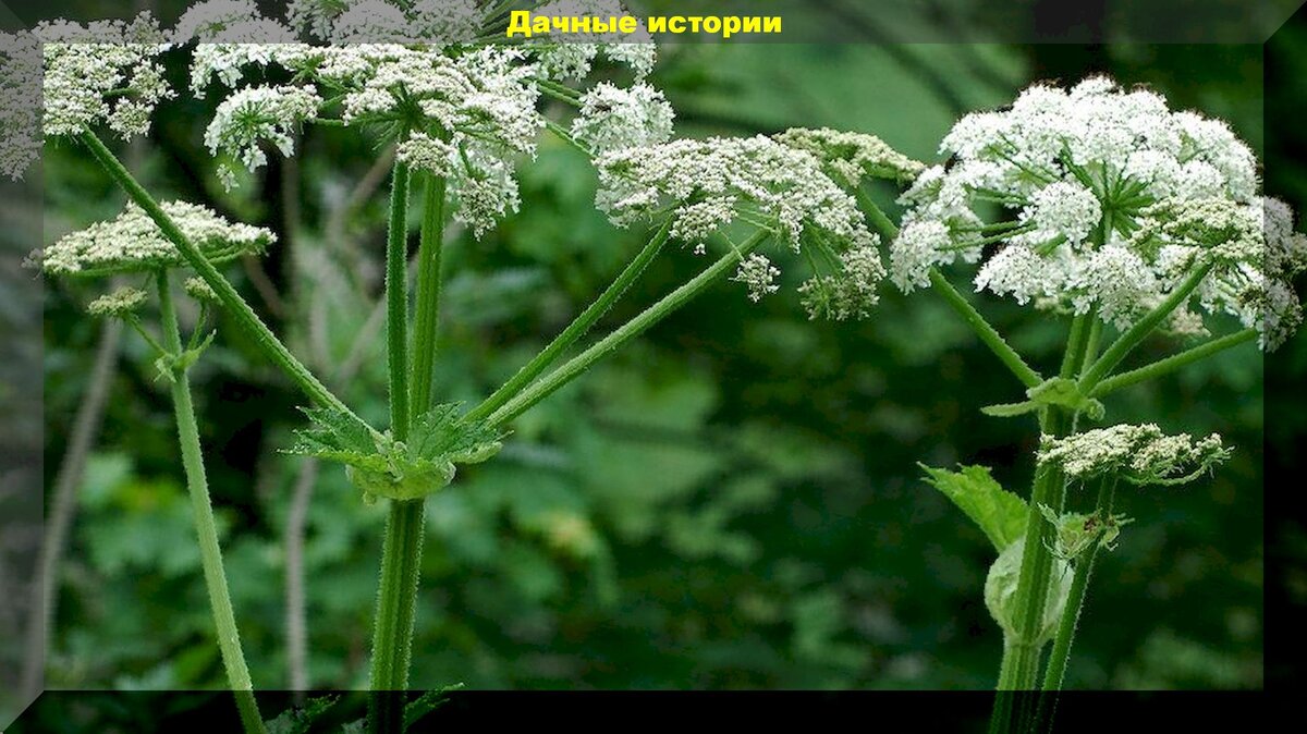 Опасные растения, которые могут оказаться на вашей даче