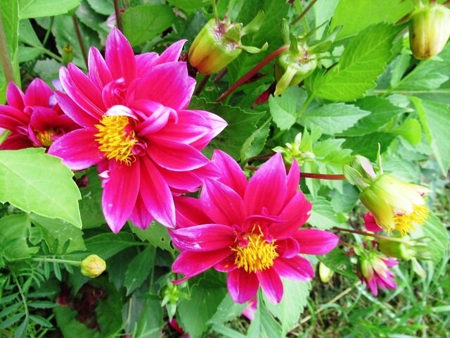 Эффективные советы по зимнему хранению клубней однолетних георгинов