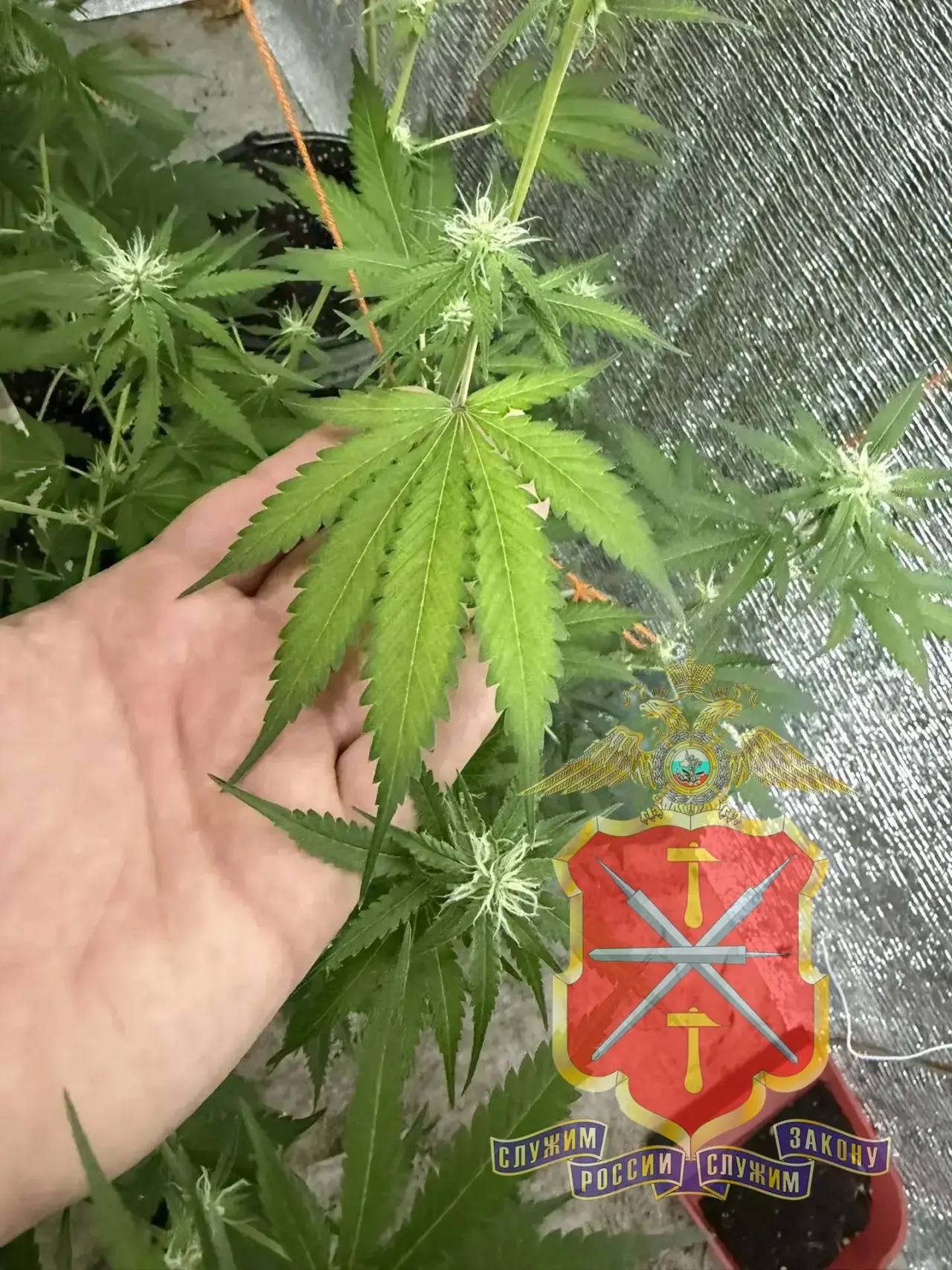 В Кимовском районе полицейскими задержан «растениевод-гурман», готовивший из марихуаны «кашу» и «сгущенное молоко» В Кимовском районе полицейскими задержан «растениевод-гурман», готовивший из марихуаны «кашу» и «сгущенное молоко»