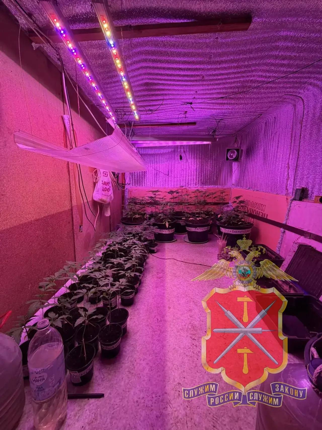 В Кимовском районе полицейскими задержан «растениевод-гурман», готовивший из марихуаны «кашу» и «сгущенное молоко» В Кимовском районе полицейскими задержан «растениевод-гурман», готовивший из марихуаны «кашу» и «сгущенное молоко»