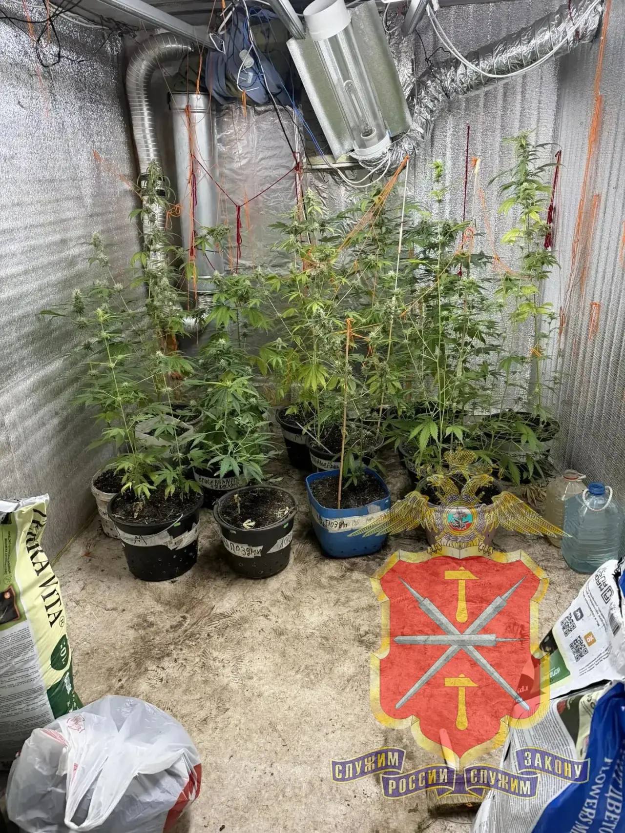 В Кимовском районе полицейскими задержан «растениевод-гурман», готовивший из марихуаны «кашу» и «сгущенное молоко» В Кимовском районе полицейскими задержан «растениевод-гурман», готовивший из марихуаны «кашу» и «сгущенное молоко»