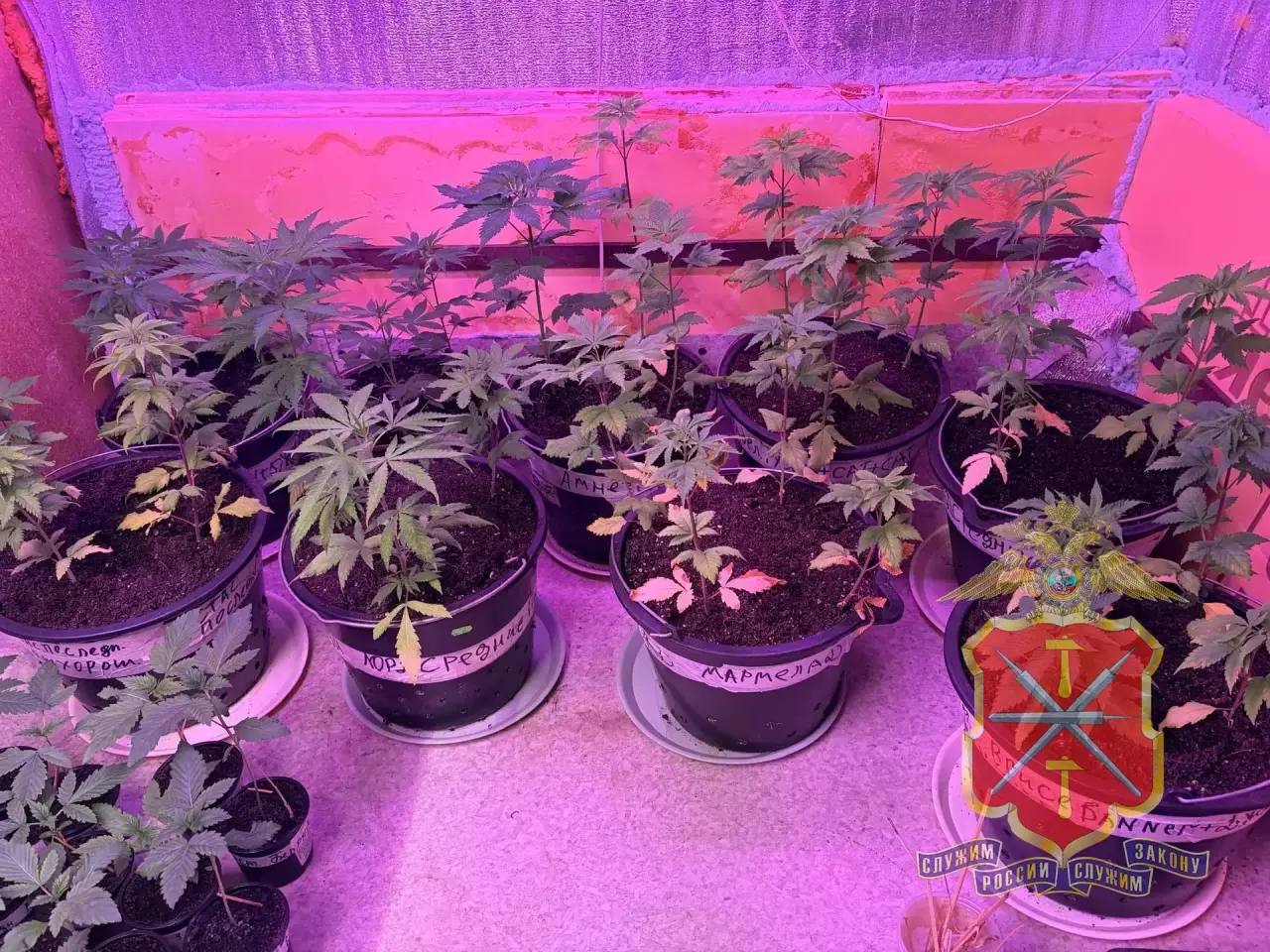 В Кимовском районе полицейскими задержан «растениевод-гурман», готовивший из марихуаны «кашу» и «сгущенное молоко» В Кимовском районе полицейскими задержан «растениевод-гурман», готовивший из марихуаны «кашу» и «сгущенное молоко»