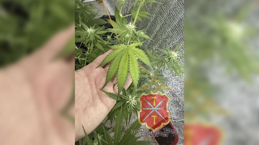 Тульский огородник варил «кашку» из марихуашки и содержал целую оранжерею «запрещенки» Тульский огородник варил «кашку» из марихуашки и содержал целую оранжерею «запрещенки»