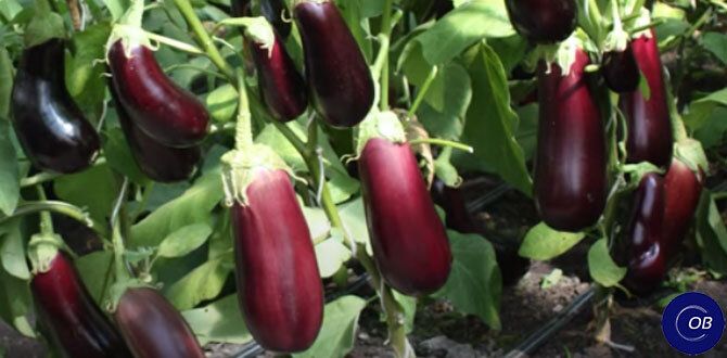 ����� ����������� ������ ���������� ��� ��������� ������