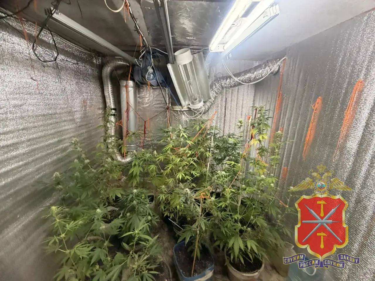 В Кимовском районе полицейскими задержан «растениевод-гурман», готовивший из марихуаны «кашу» и «сгущенное молоко» В Кимовском районе полицейскими задержан «растениевод-гурман», готовивший из марихуаны «кашу» и «сгущенное молоко»