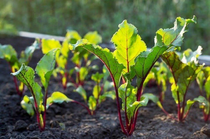 Почему свекле не всегда нужен бор: два важных момента на весенний сезон
