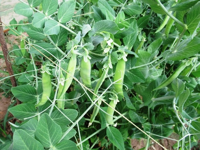 Как добиться сладкого горошка: секреты успешного выращивания