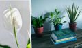Как помочь спатифиллуму зацвести зимой: секреты от экспертов