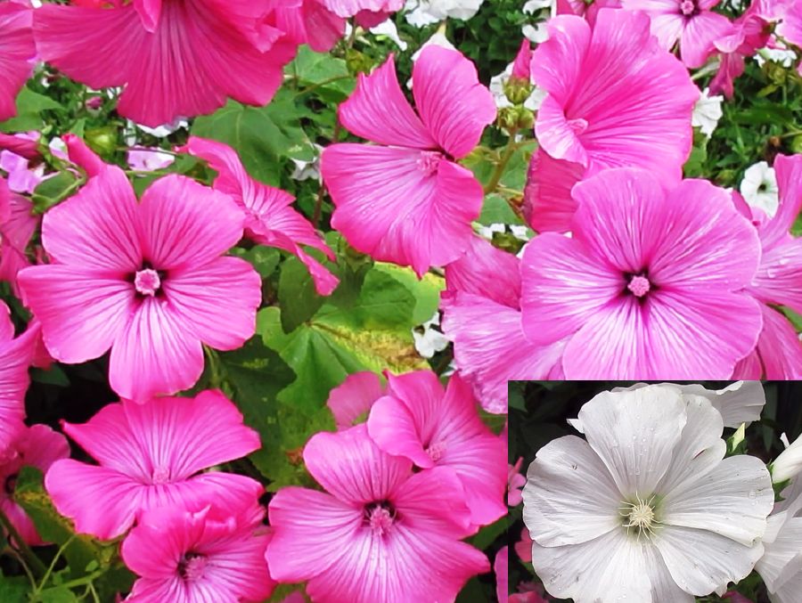 ��������: ������� ��������� ����������� ����� ������