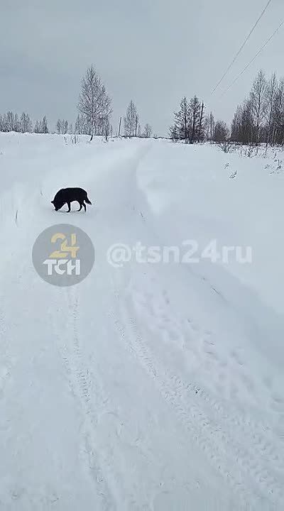 Жители деревни Страхово жалуются на уборку снега