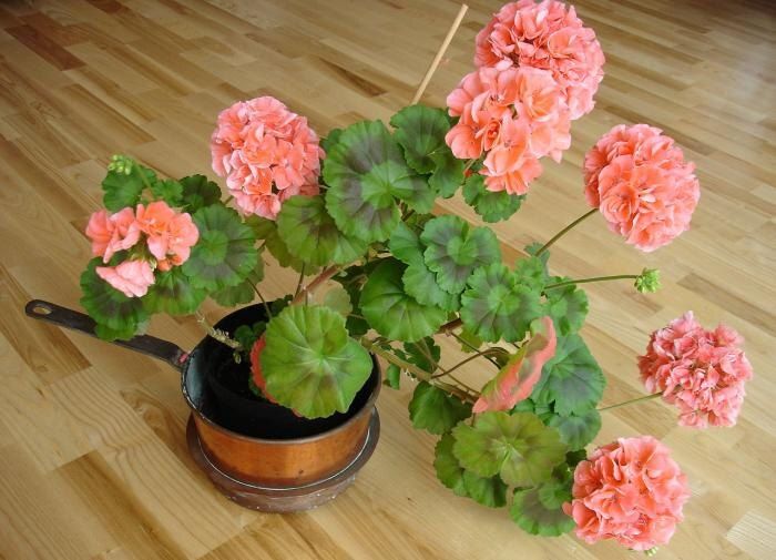 Как сохранить цветение герани зимой: простые секреты ухода