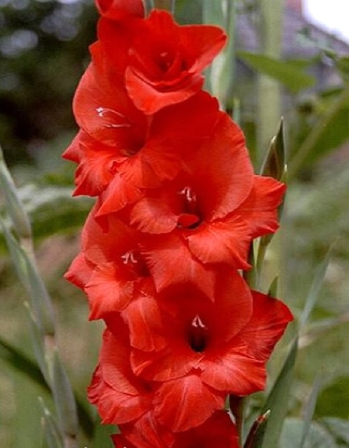 Как правильно ухаживать за гладиолусами после цветения: советы садоводов