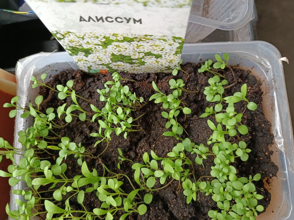 ��� �������� ���������������� ������ ��� ����������� �������� �� �����