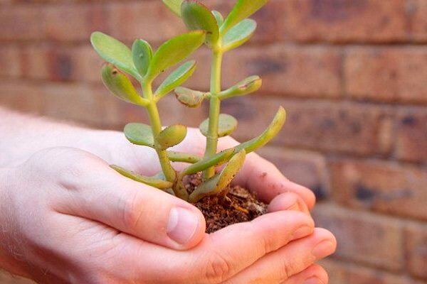 Денежное дерево: пересадка и её значение