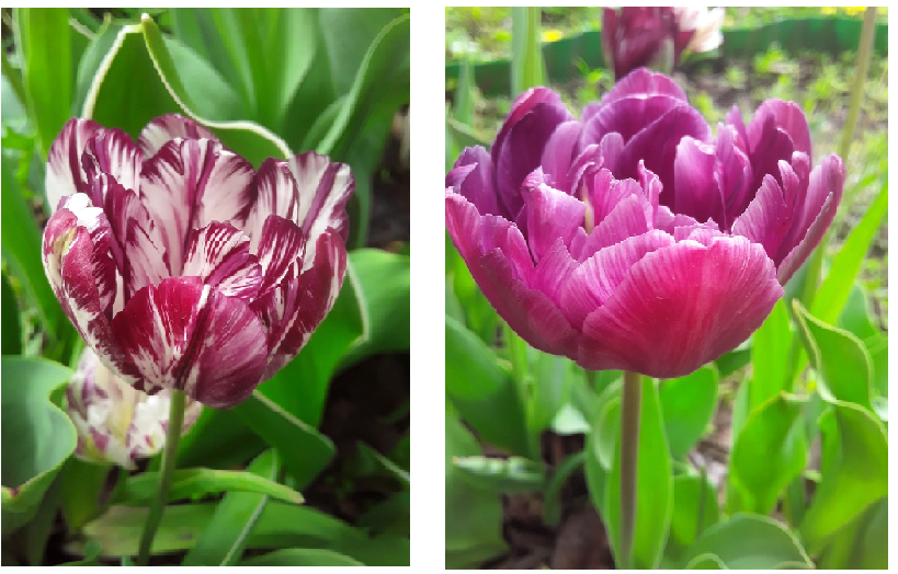 Как распознать сорт тюльпана и его вирусное заболевание?