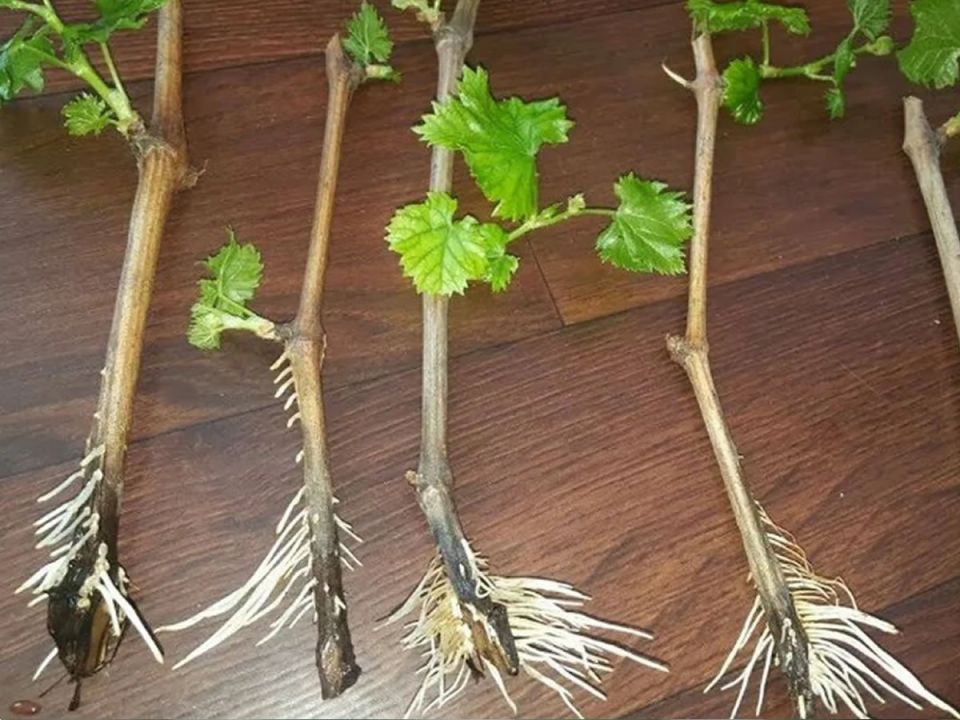 ��� ���������� ��������� �������: ����������� ������