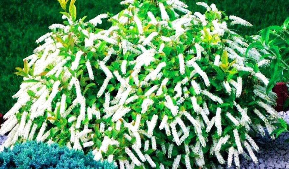 ����: ��� ����� ���������, ������� ������� ��� ��� ������������ ���������