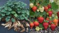 Секреты обрезки клубники: как получить максимальный урожай