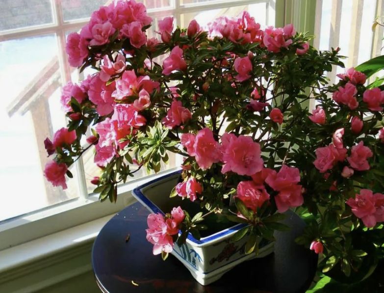 Как сохранить красоту азалий в зимний период: секреты ухода