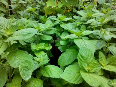 Как различить сорта мяты: опыт садовода из Кузбасса