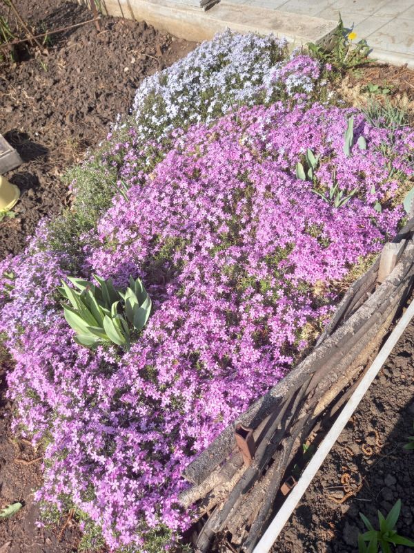 Флоксы: секреты ухода и защита от потери красоты